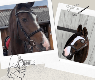 Hobby Horse based on your photo